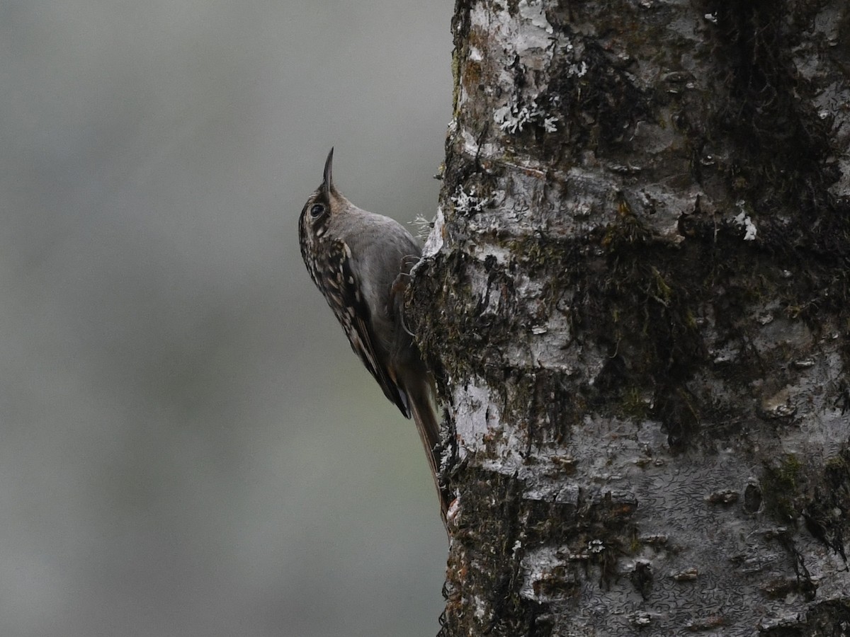 Sikkim Treecreeper - ML641593678