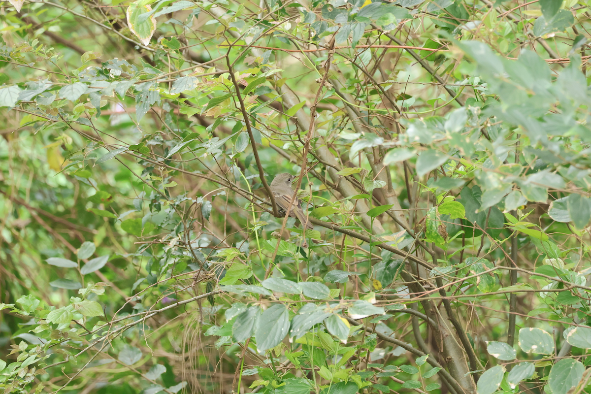 Golden Whistler (Eastern) - ML641593696