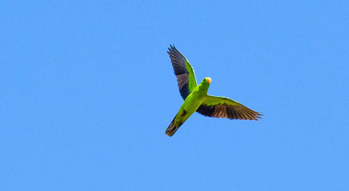 ハゴロモインコ - ML641593711