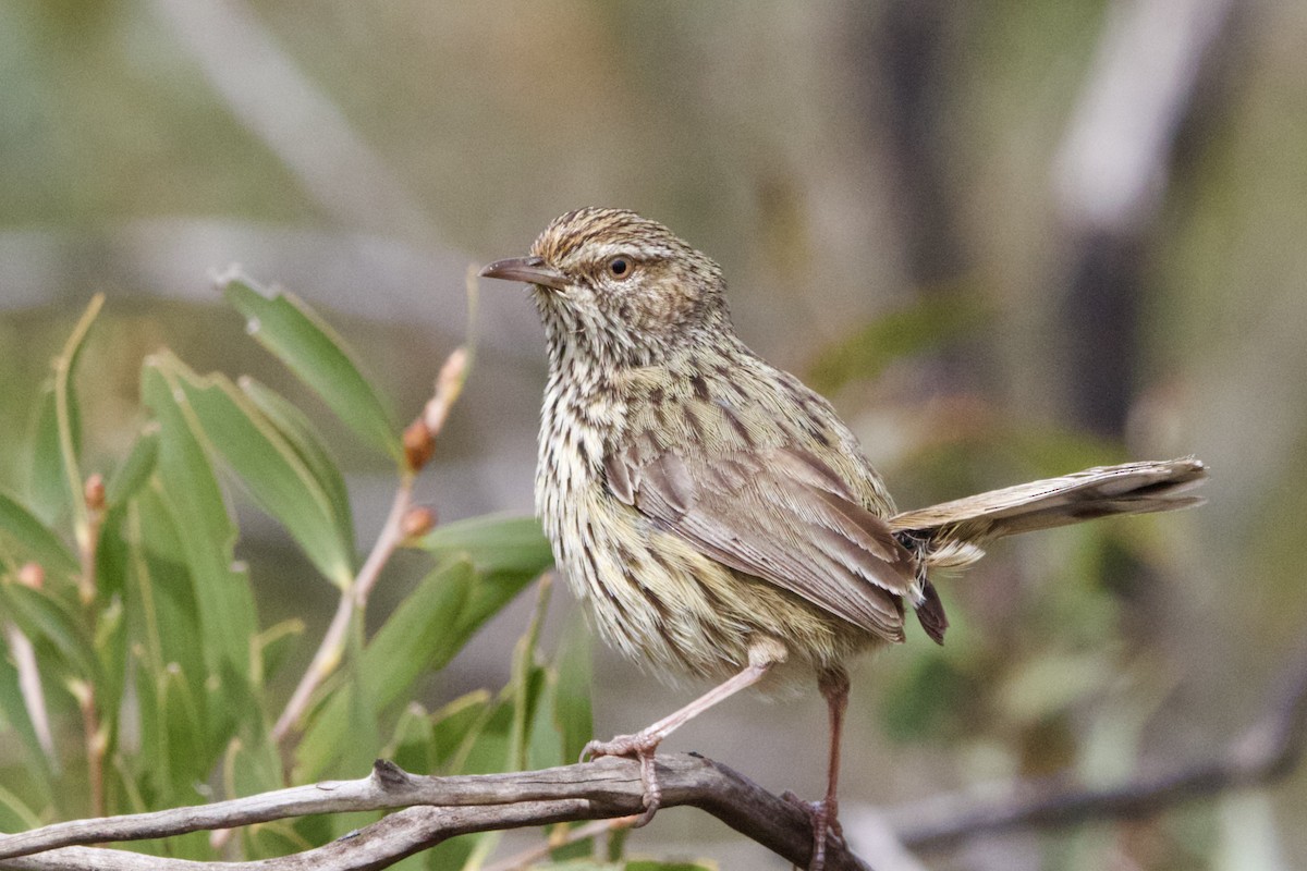 Western Fieldwren - ML641593753