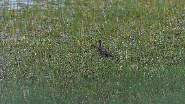 Common Redshank - ML641593754