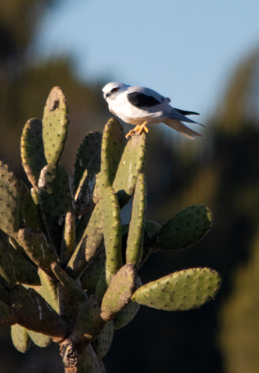 Black-shouldered Kite - ML641593770