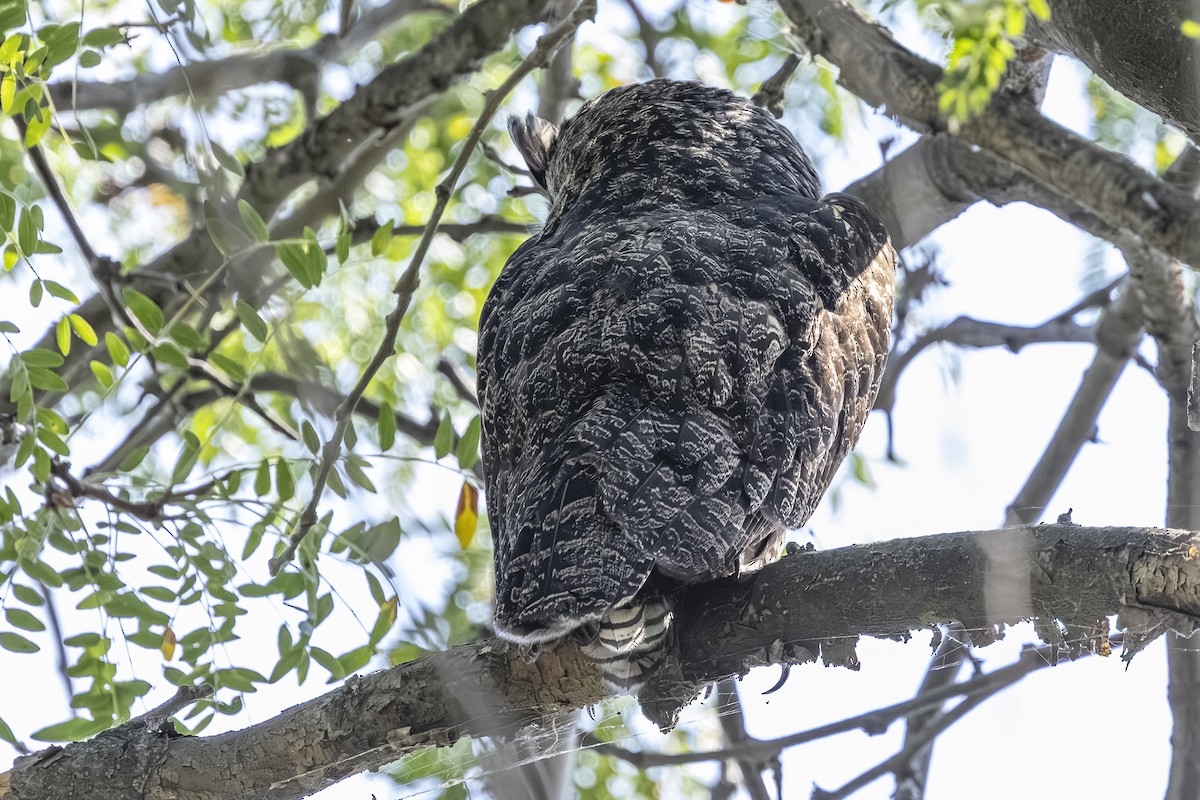 Great Horned Owl - ML641593771