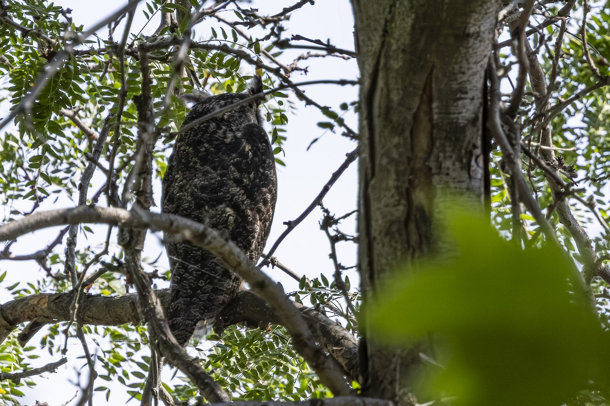 Great Horned Owl - ML641593772