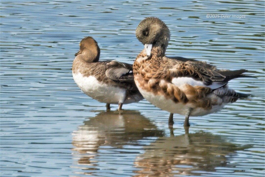 American Wigeon - ML641593790