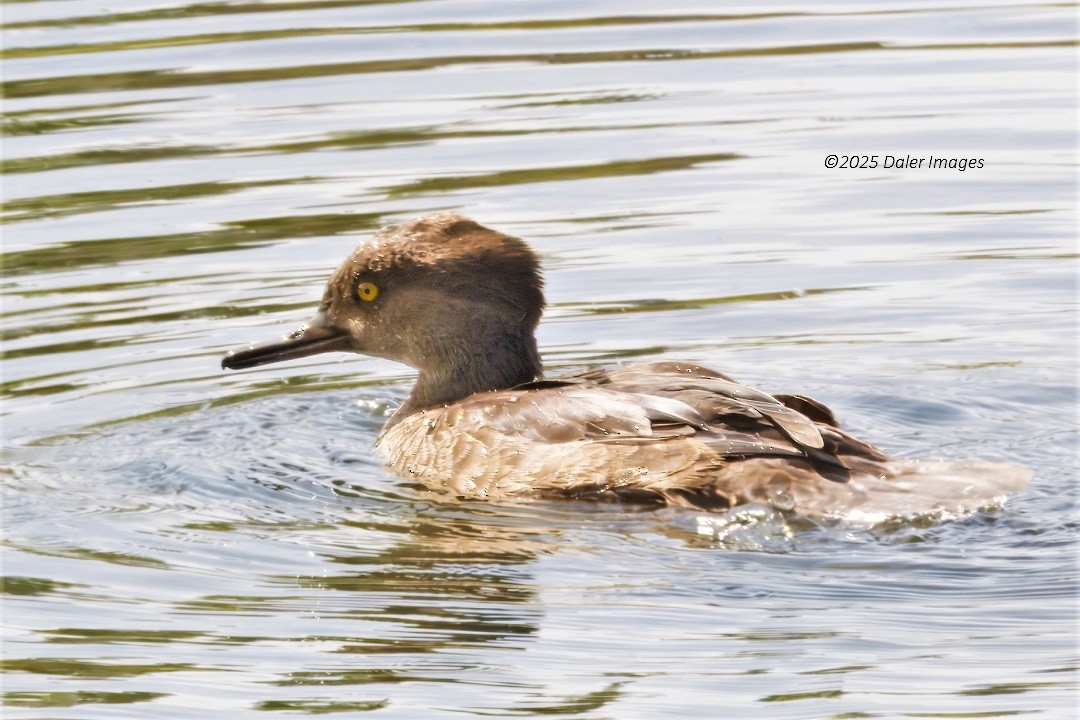 Hooded Merganser - ML641593798