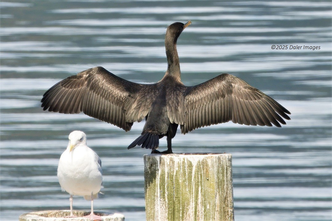 Double-crested Cormorant - ML641593809