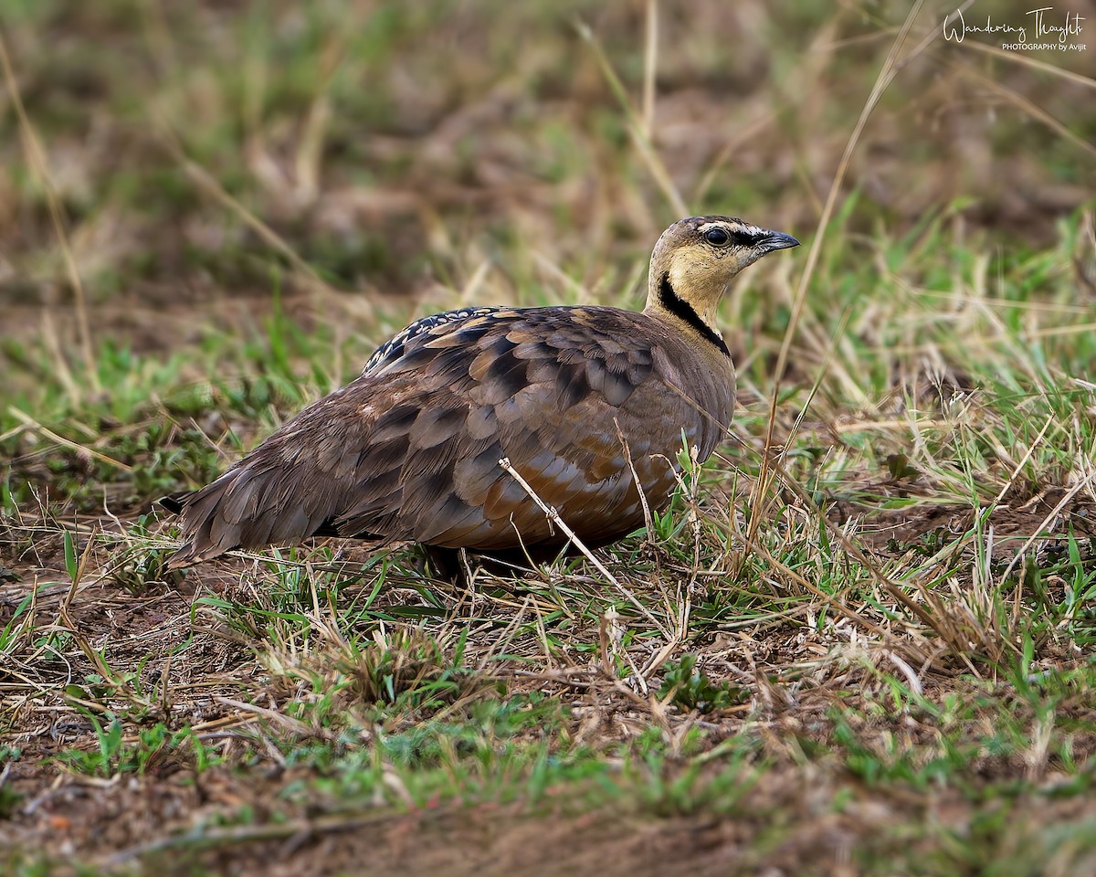 Yellow-throated Sandgrouse - ML641593812