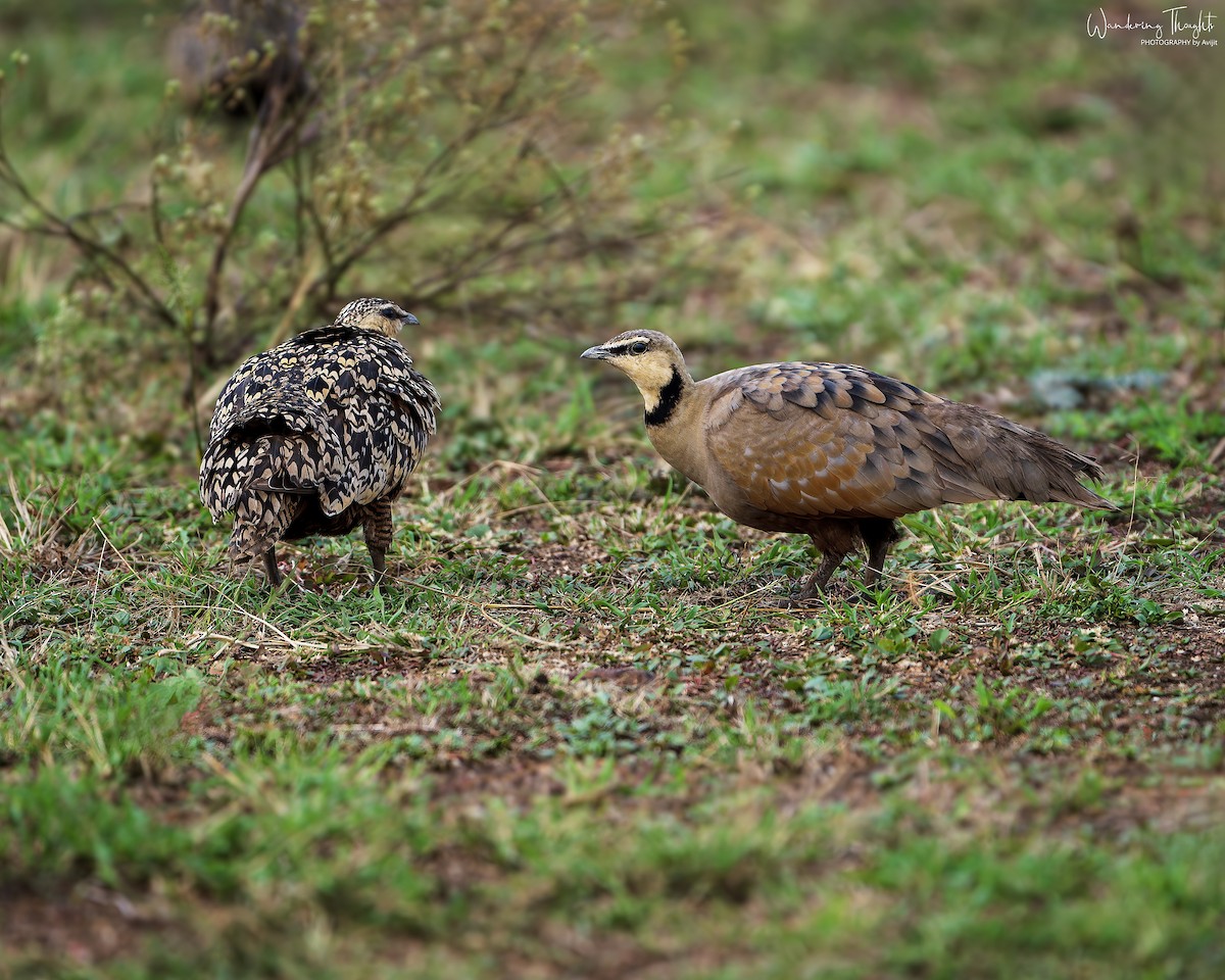 Yellow-throated Sandgrouse - ML641593813