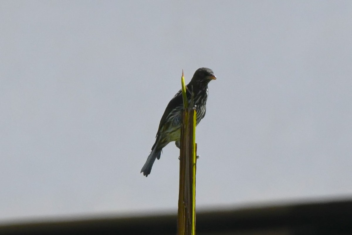 Palmchat - ML641593814