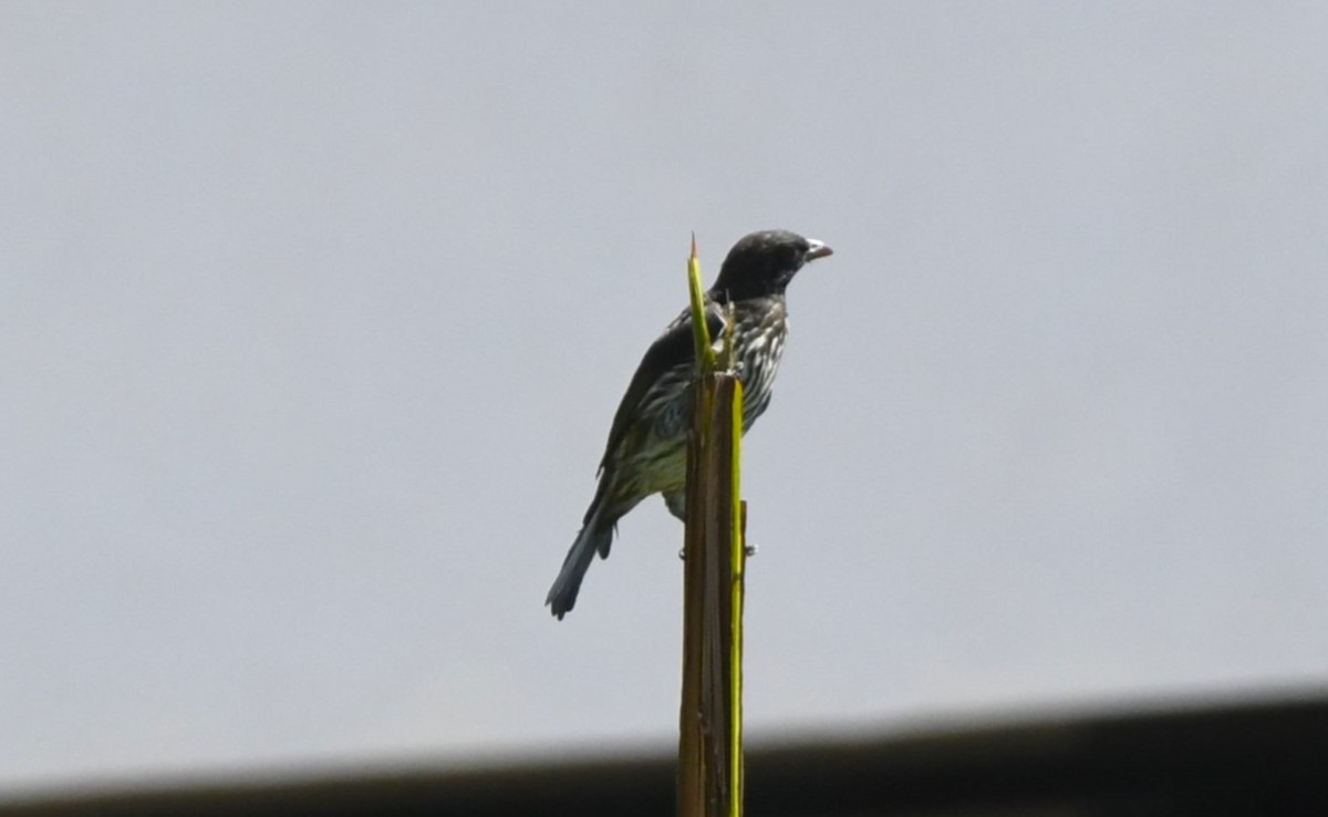 Palmchat - ML641593820