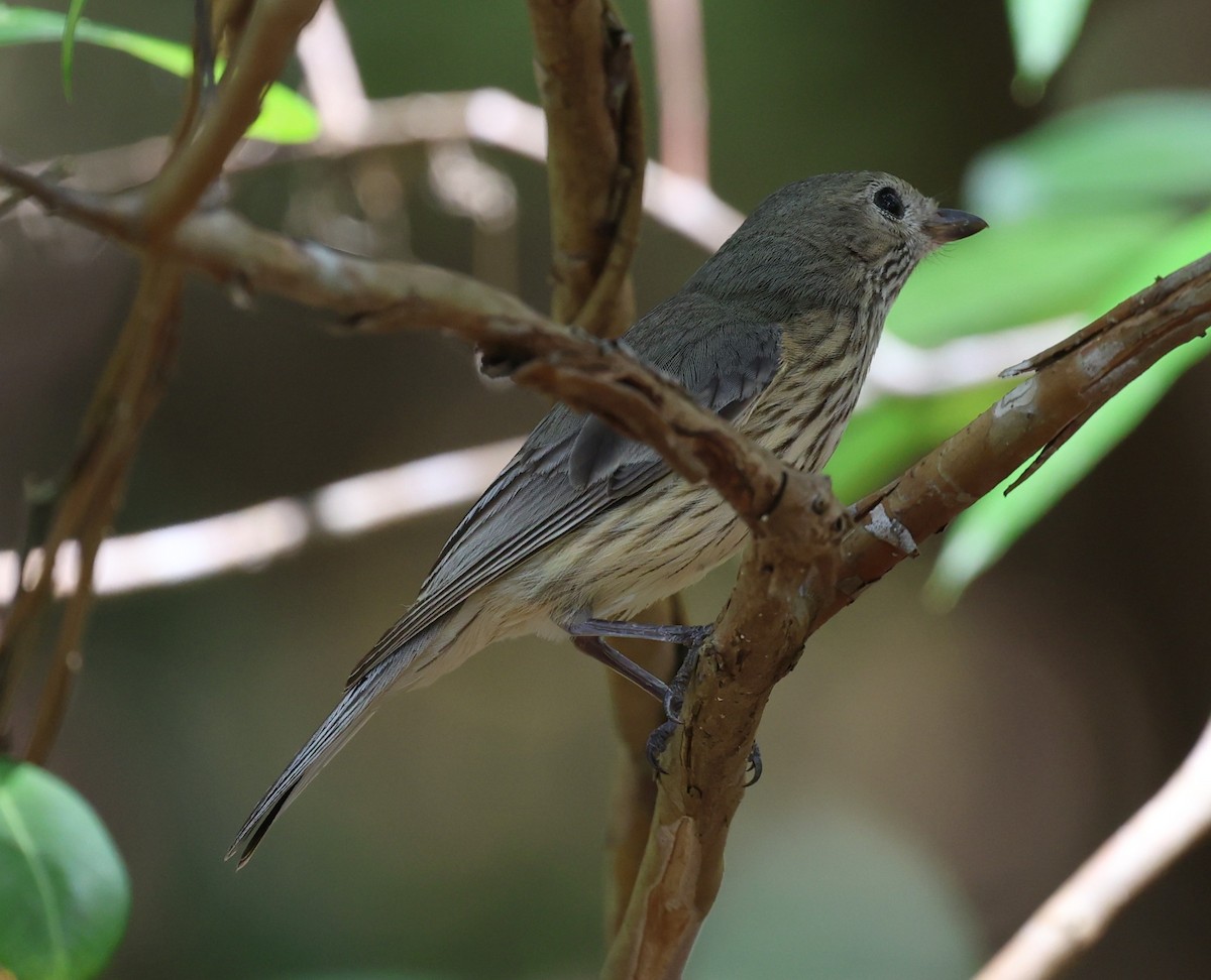 Rufous Whistler - ML641593831