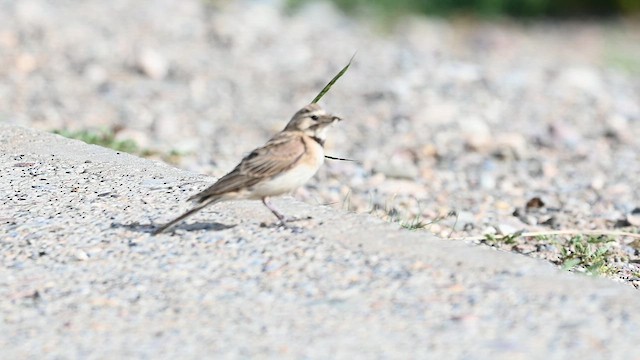 Horned Lark (Tibetan) - ML641593865