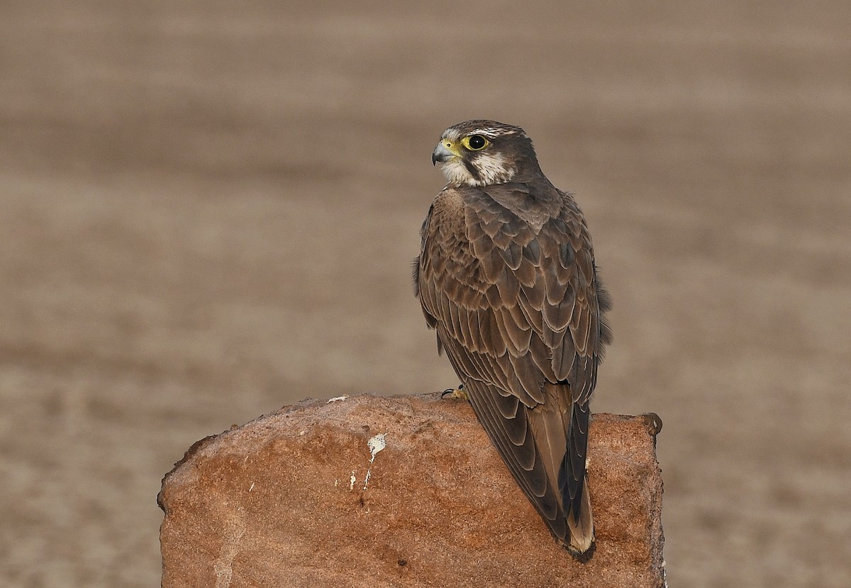 Falco laggar - ML641593889