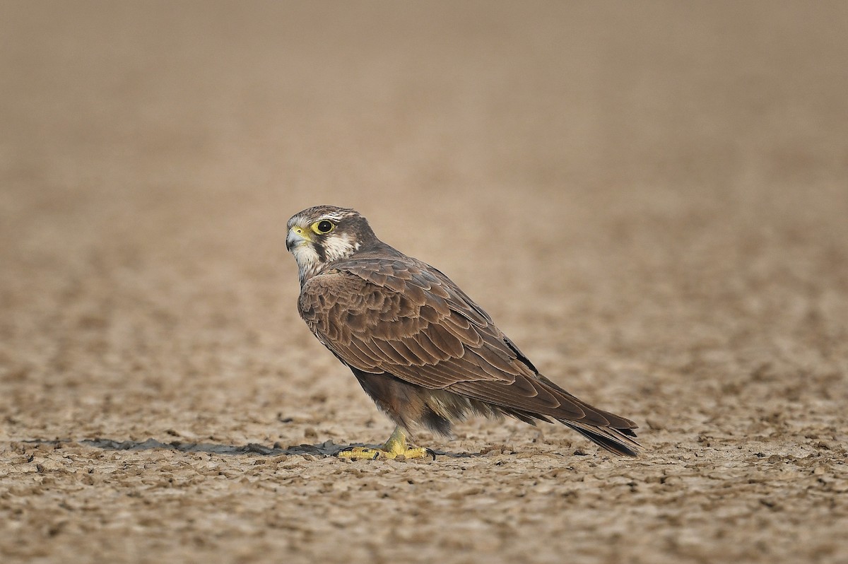 Falco laggar - ML641593890