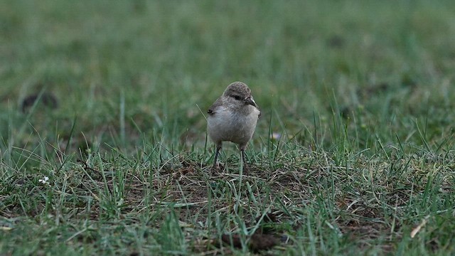 Ground Tit - ML641593900