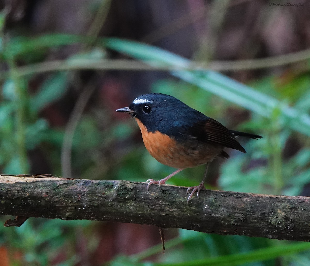 Snowy-browed Flycatcher - ML641593907