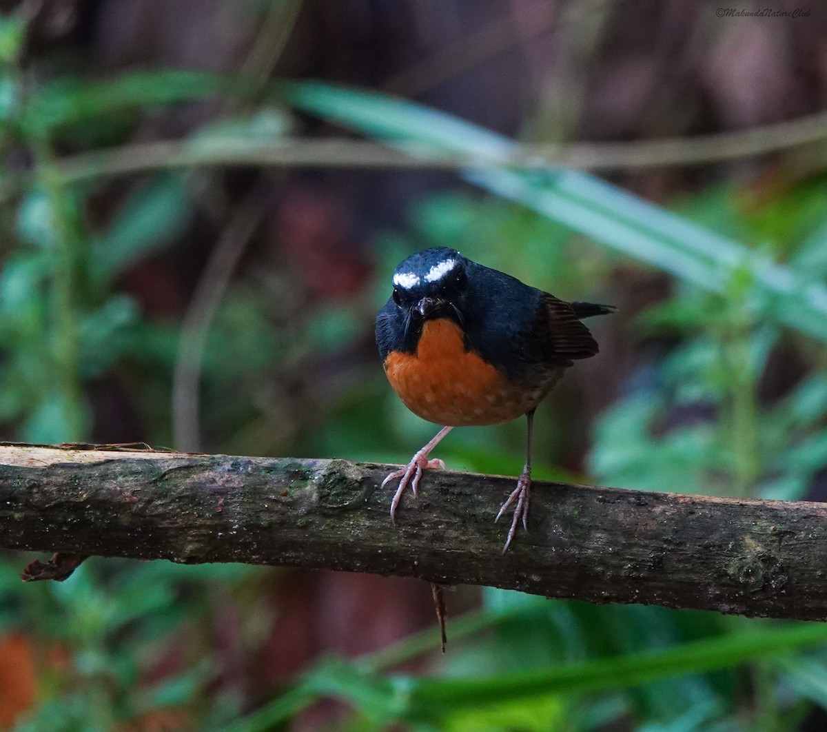 Snowy-browed Flycatcher - ML641593908