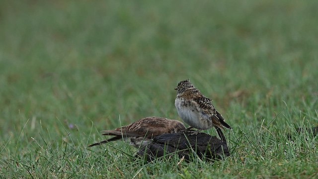 Horned Lark (Tibetan) - ML641593929