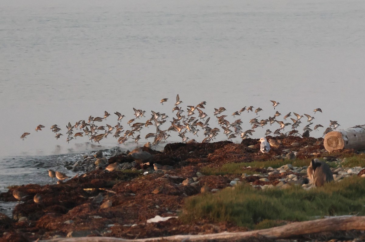Western Sandpiper - ML641593938