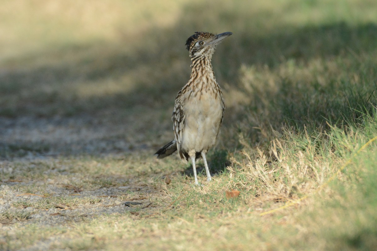 Greater Roadrunner - ML64159401