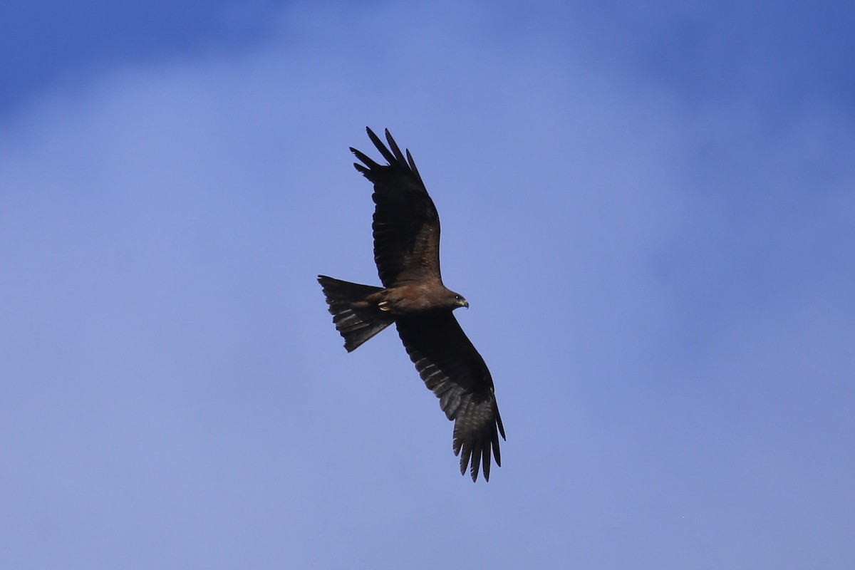 黑鳶(migrans群) - ML641594039