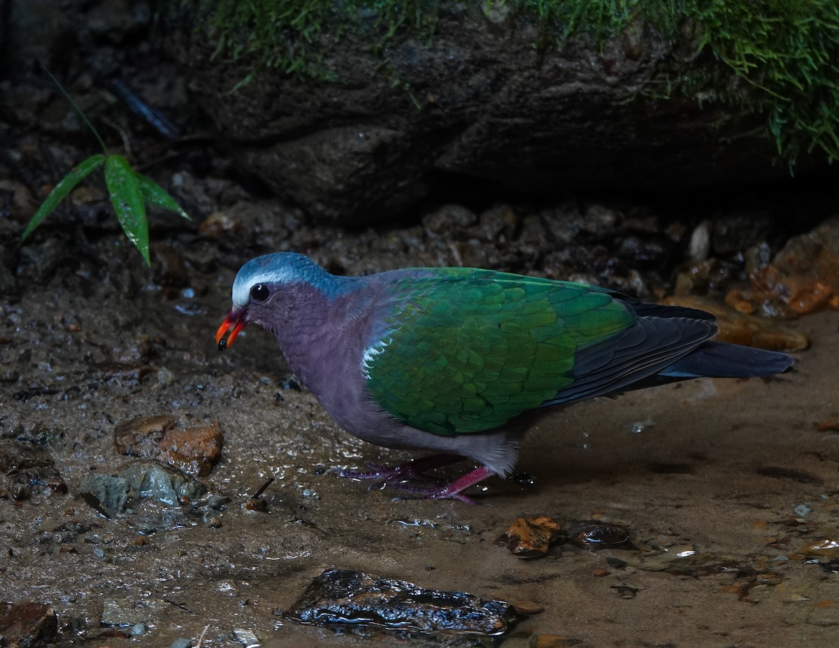 Asian Emerald Dove - ML641594041