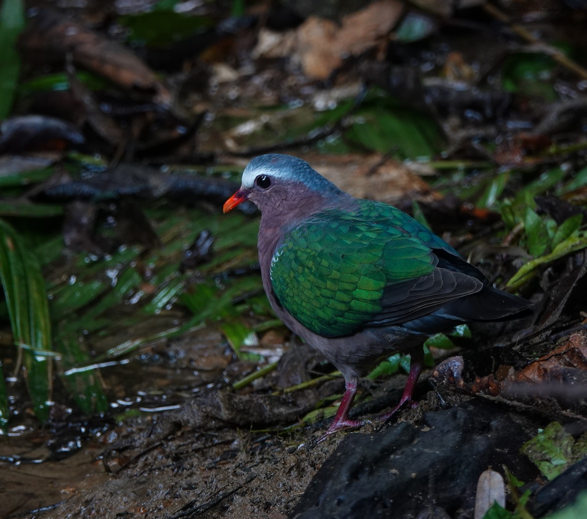 Asian Emerald Dove - ML641594042