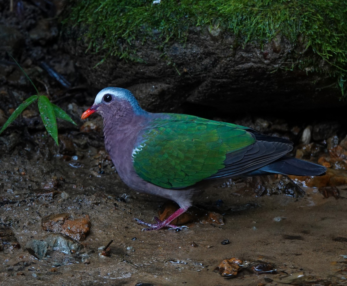 Asian Emerald Dove - ML641594043