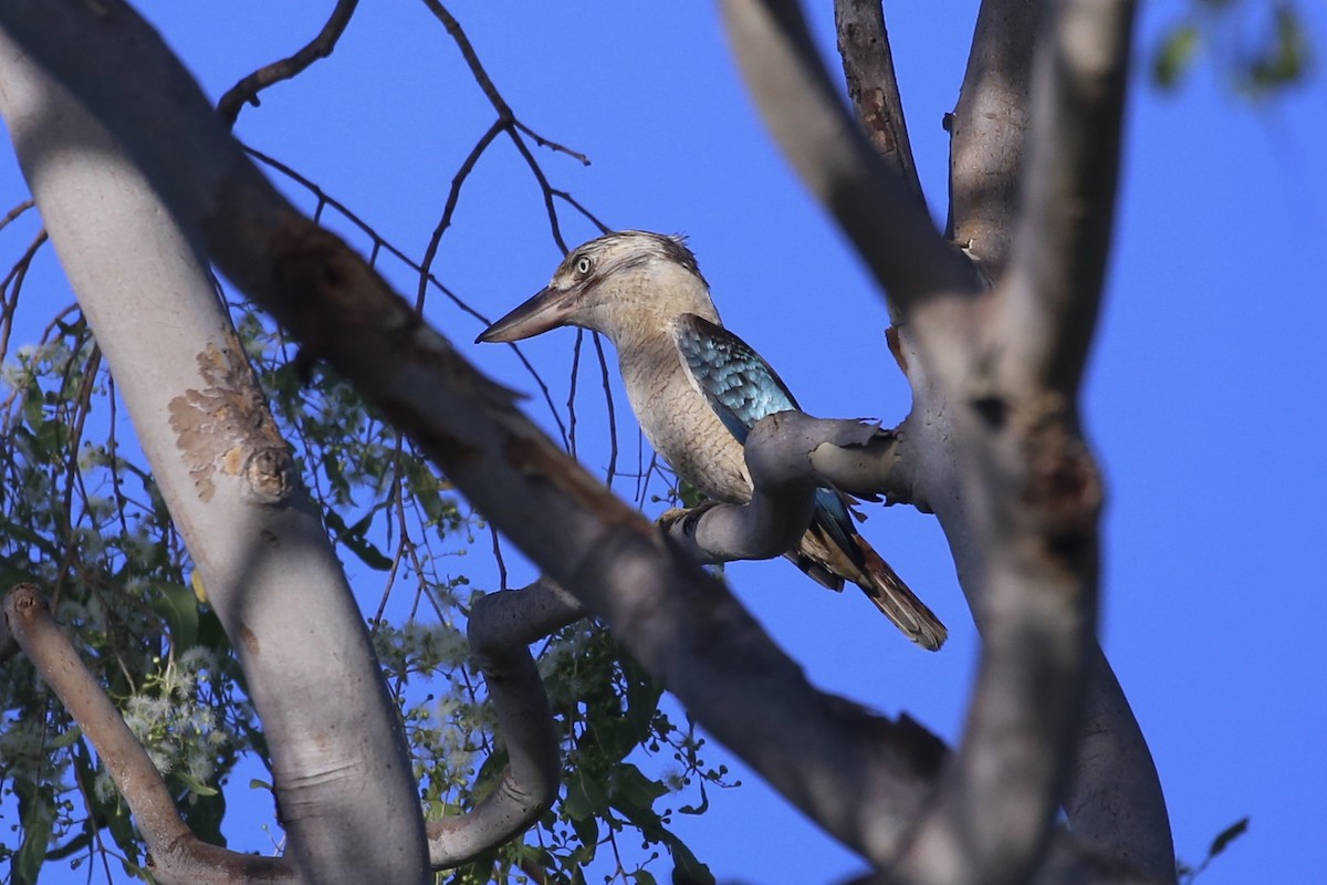 Blue-winged Kookaburra - ML641594049