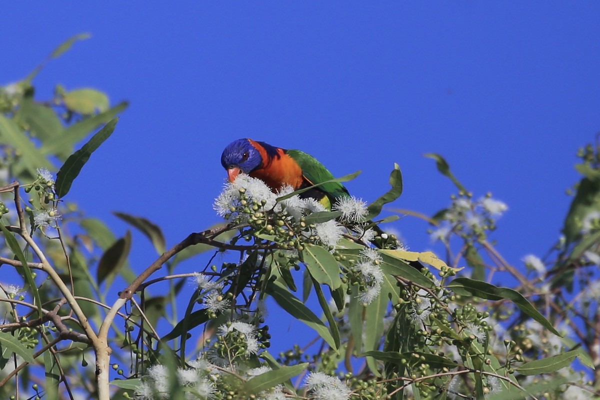 Red-collared Lorikeet - ML641594064
