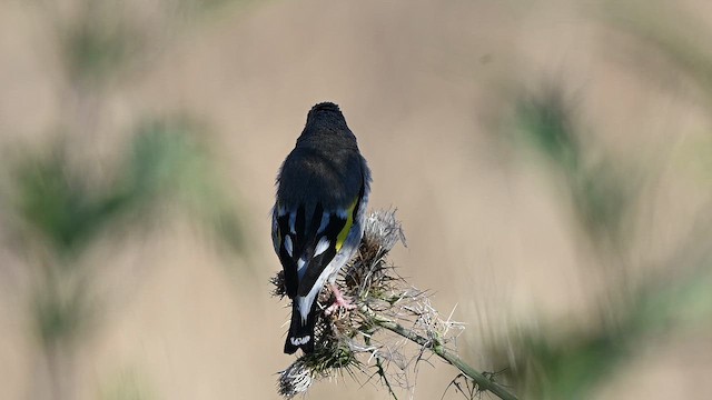 Gray-crowned Goldfinch - ML641594068