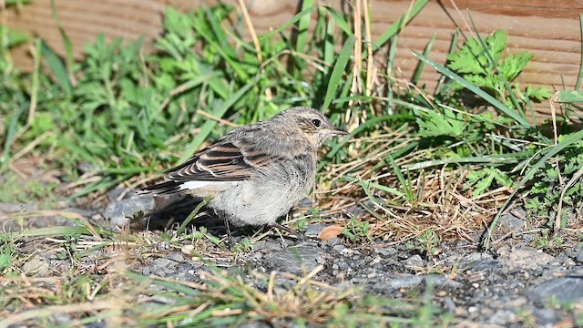 Northern Wheatear (Eurasian) - ML641594075