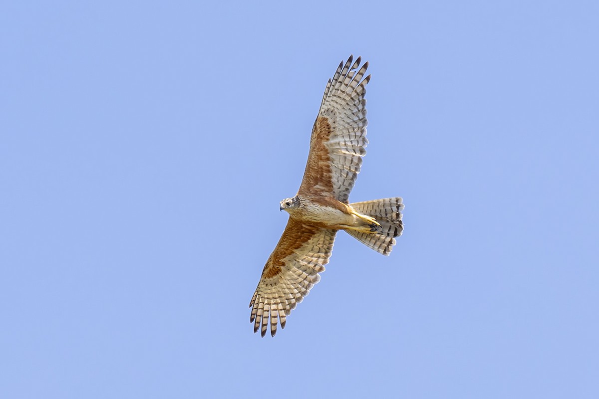 Red Goshawk - ML641594088