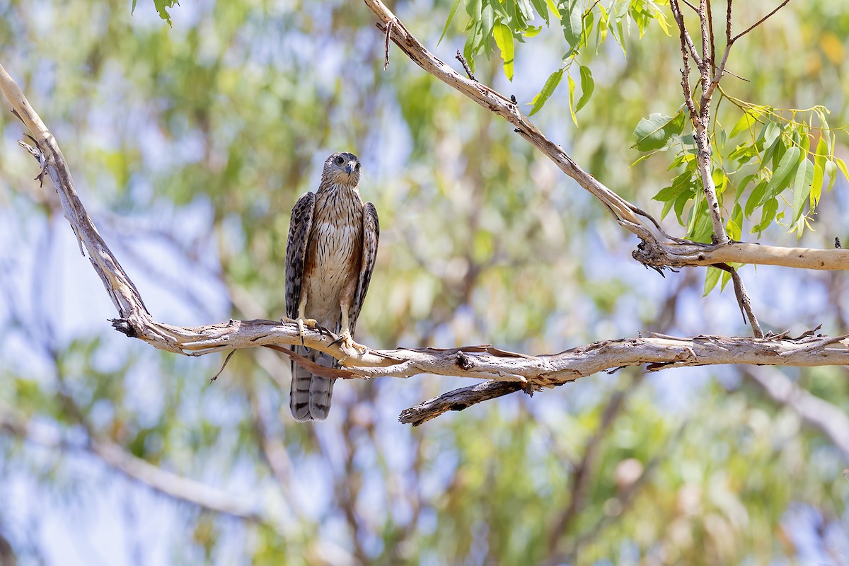 Red Goshawk - ML641594089