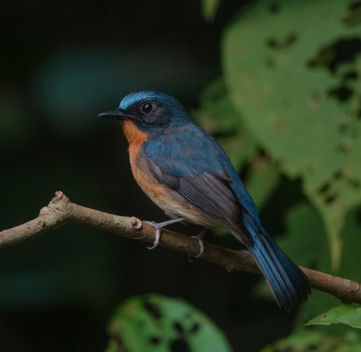 Hill Blue Flycatcher - ML641594090