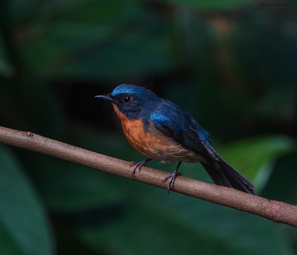 Hill Blue Flycatcher - ML641594091