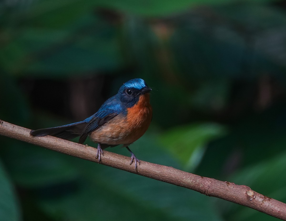 Hill Blue Flycatcher - ML641594092