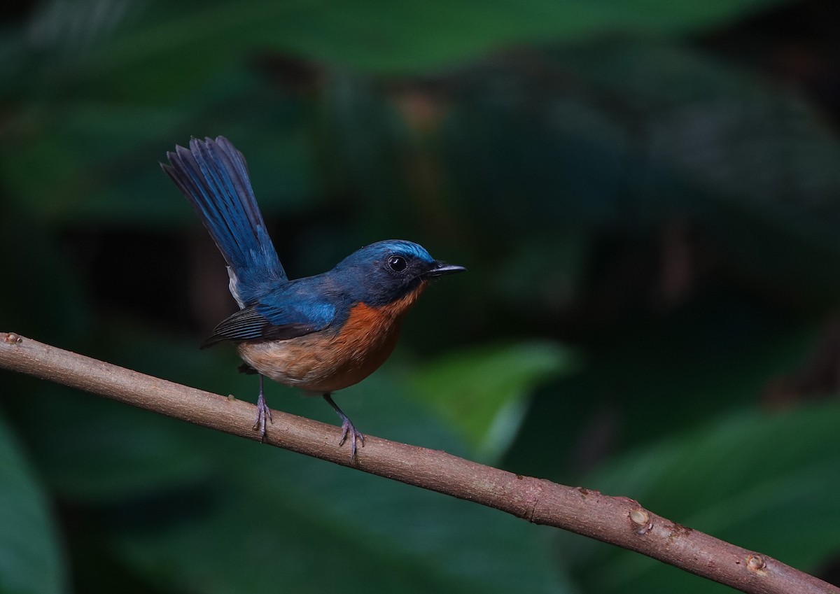 Hill Blue Flycatcher - ML641594093