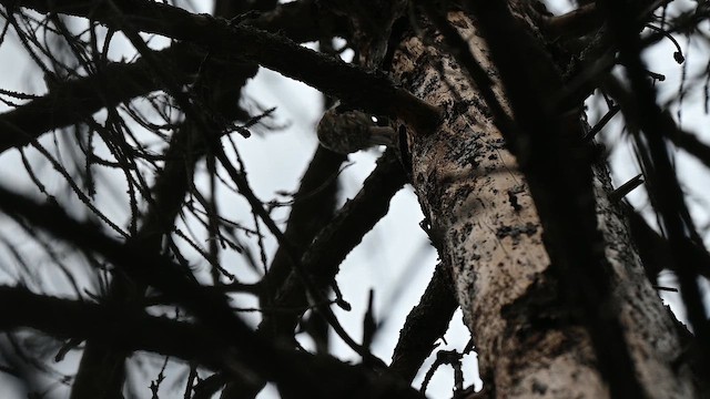 Хөвчийн бялзуумар - ML641594111