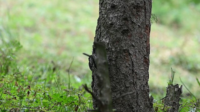 Eurasian Three-toed Woodpecker (Eurasian) - ML641594115