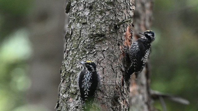 Eurasian Three-toed Woodpecker (Eurasian) - ML641594116