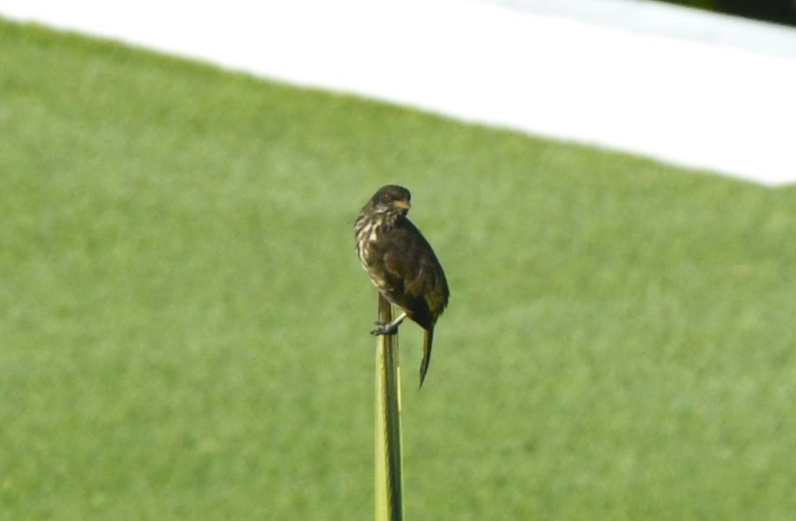 Palmchat - ML641594202