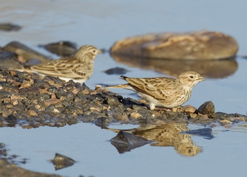 Mediterranean Short-toed Lark - ML641594204