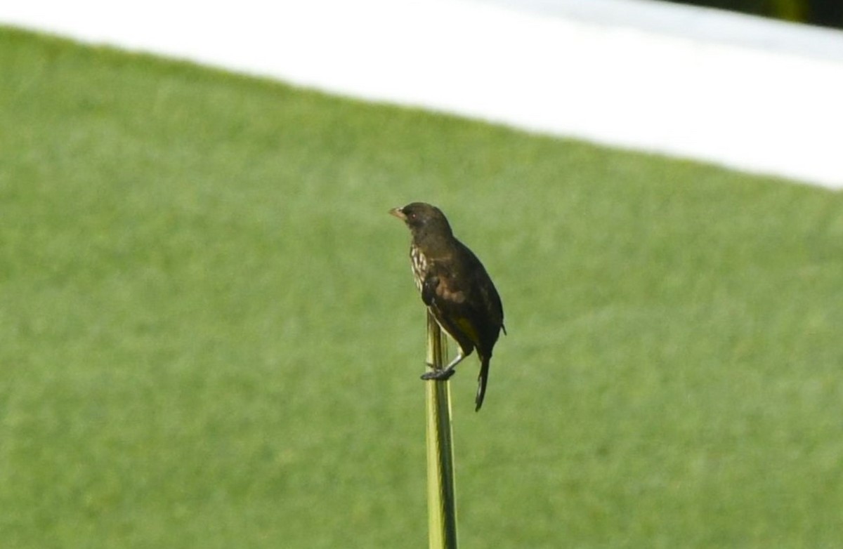 Palmchat - ML641594212