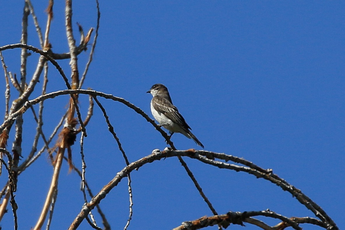 Eastern Kingbird - ML641594226