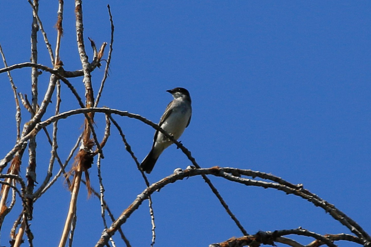 Eastern Kingbird - ML641594227