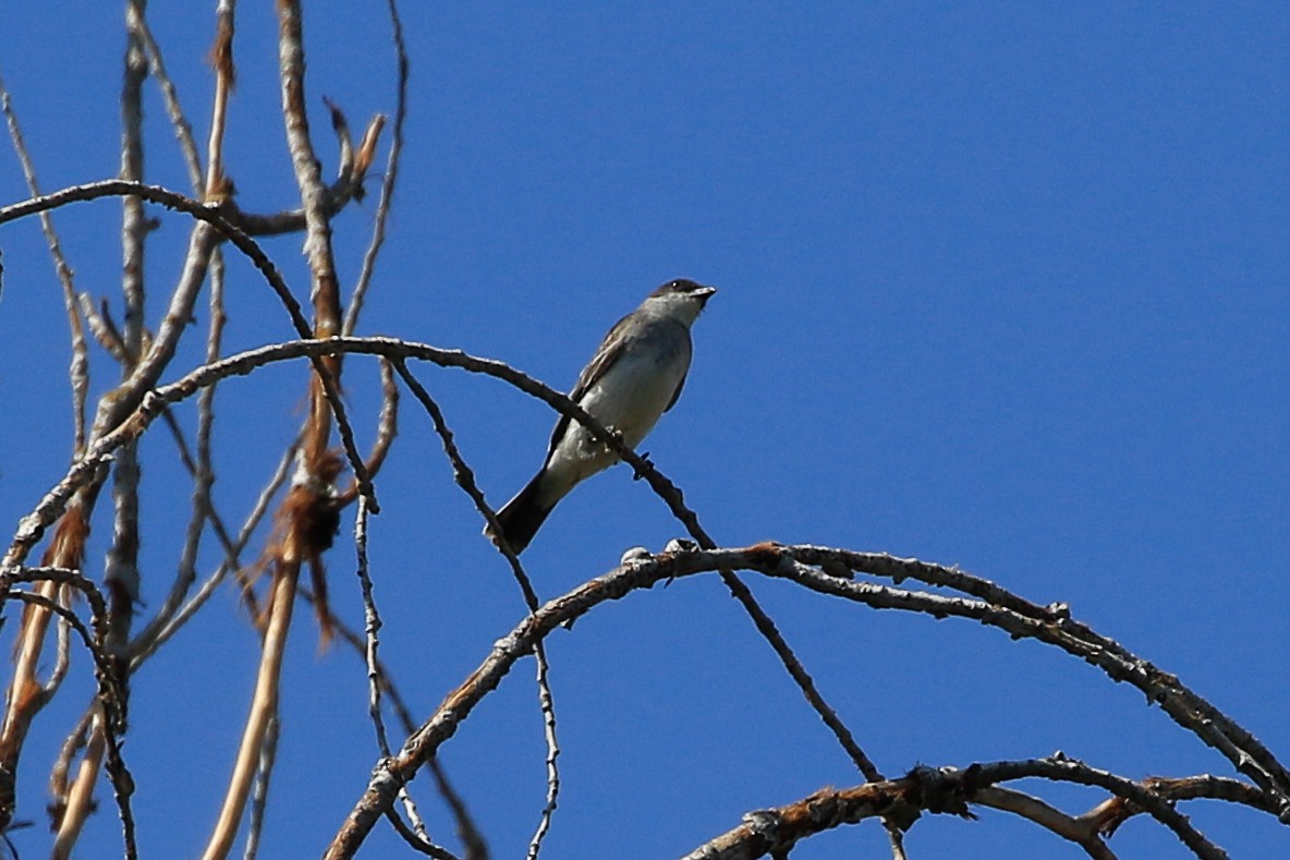 Eastern Kingbird - ML641594228