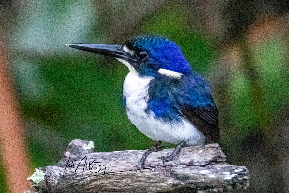 Little Kingfisher - ML641594230
