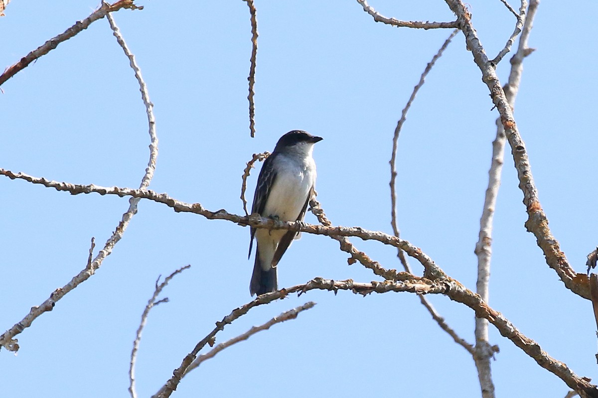 Eastern Kingbird - ML641594236